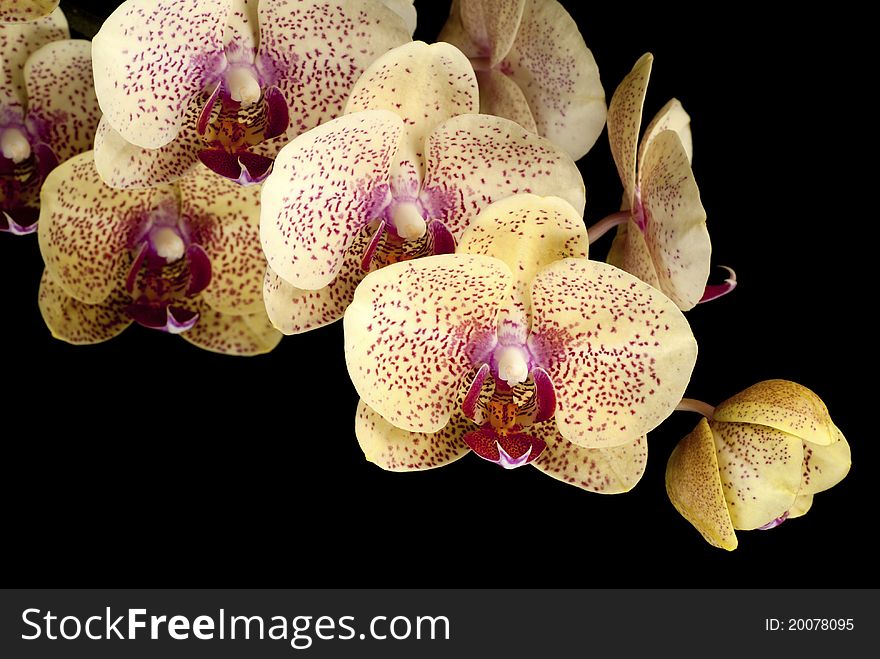 A fully developed sprig of Phalaenopsis hybrid flowers against a black background. A fully developed sprig of Phalaenopsis hybrid flowers against a black background