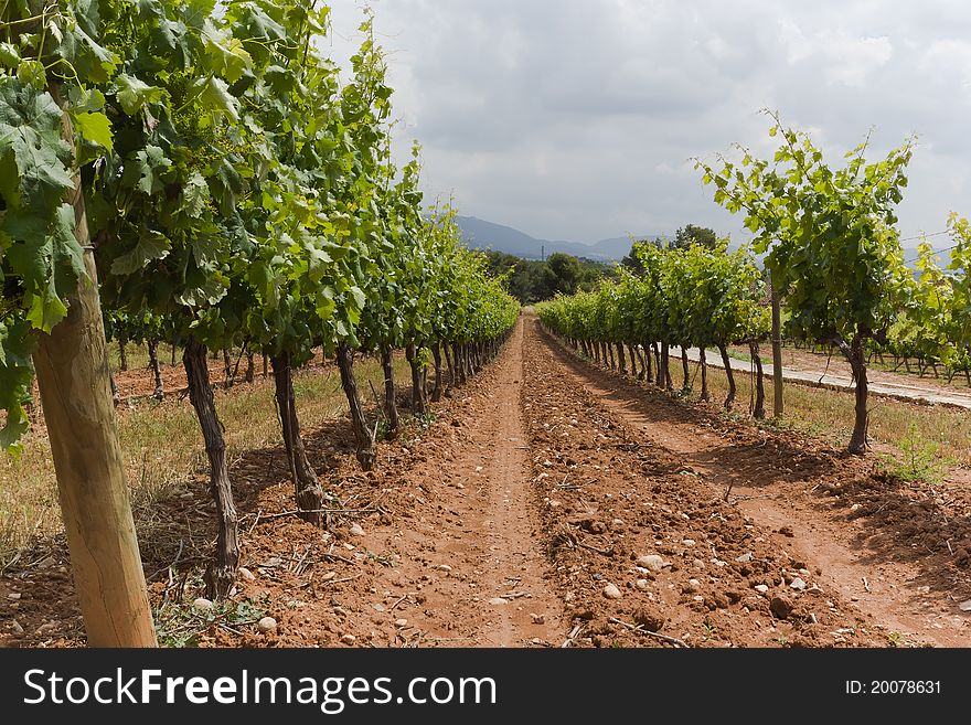 Vines flourish in spring in Montblanc, Tarragona. Vines flourish in spring in Montblanc, Tarragona