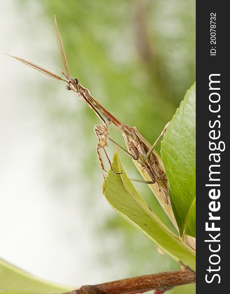 Mantis posing in the forest leaf