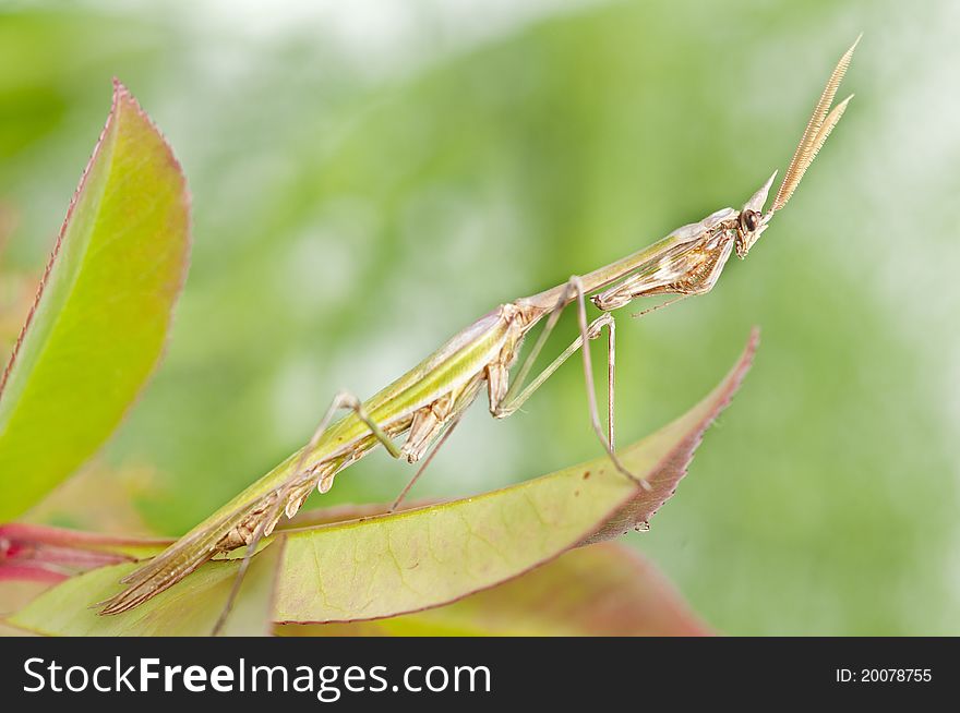 Mantis posing in the forest leaf. Mantis posing in the forest leaf