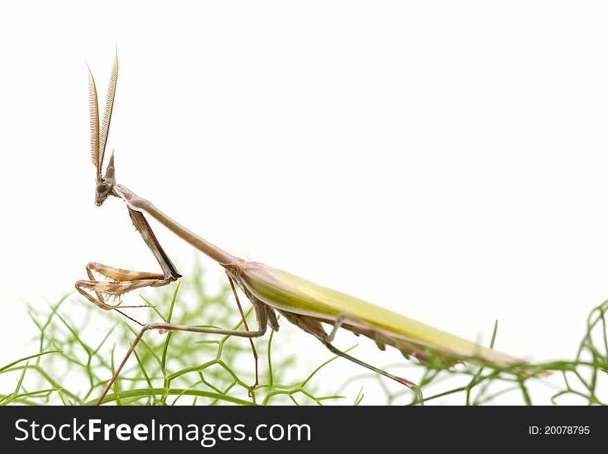 Praying mantis on a green branch on white background. Praying mantis on a green branch on white background