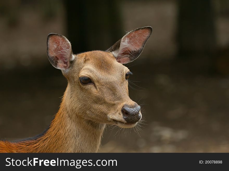 Portrait of a young sika deer (Zoo Olomouc, Czech Republic). Portrait of a young sika deer (Zoo Olomouc, Czech Republic)