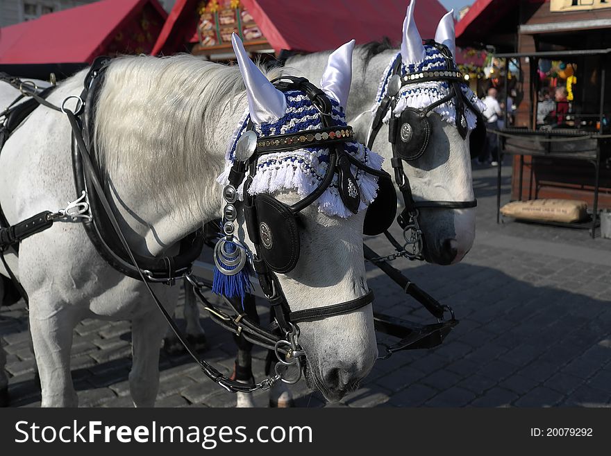 Detail on the two horses pulling a carriage in the historic streets of Prague. Detail on the two horses pulling a carriage in the historic streets of Prague.