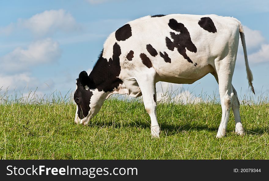 Grazing young Dutch cow at a grassy embankment against a blue sky with some white clouds