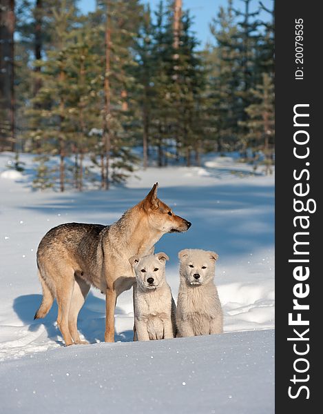 Stray dogs family in the Siberian taiga