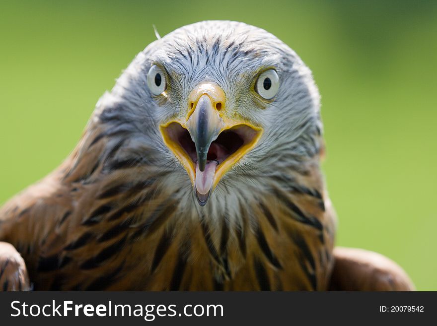 A Portrait Of A Red Kite