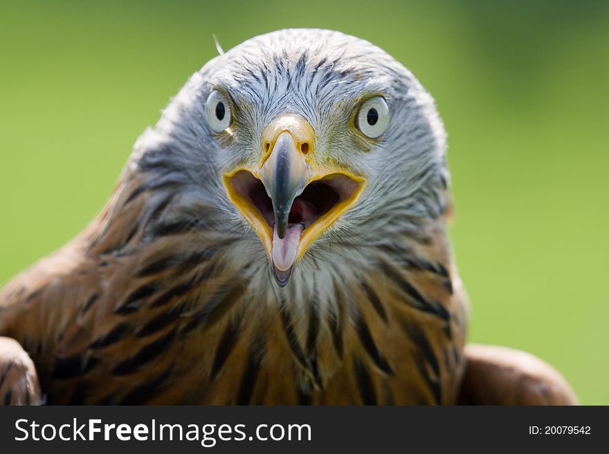 Close-up of a Red Kite taken while at rest at the Barn Owl Centre in Mid-Wales. Close-up of a Red Kite taken while at rest at the Barn Owl Centre in Mid-Wales