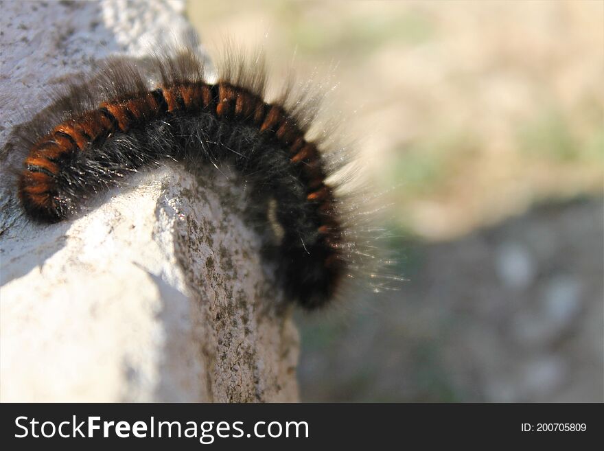 beautiful and fluffy caterpillar