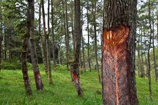 Rubber Tapping Rows Stock Image Rubber Tapping Rows Stock Image