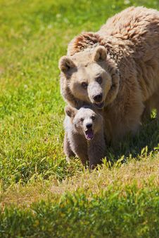 Mother Bear And Cub Stock Photos Mother Bear And Cub Stock Photos