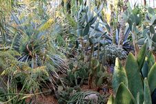 Cactus Garden Royalty Free Stock Photos Cactus Garden Royalty Free Stock Photos