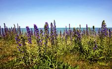 Purple Wildflowers By The Lake Royalty Free Stock Photography Purple Wildflowers By The Lake Royalty Free Stock Photography