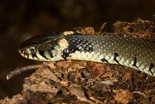 Grass Snake Stock Image Grass Snake Stock Image