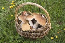 Basket With CEPS Royalty Free Stock Photography Basket With CEPS Royalty Free Stock Photography
