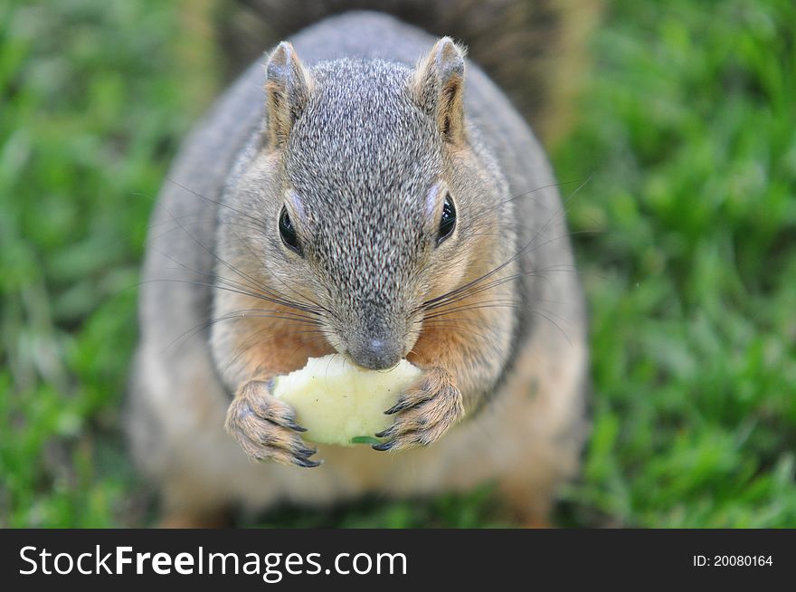 Squirrel holding an apple with both hands and eating it. Squirrel holding an apple with both hands and eating it.