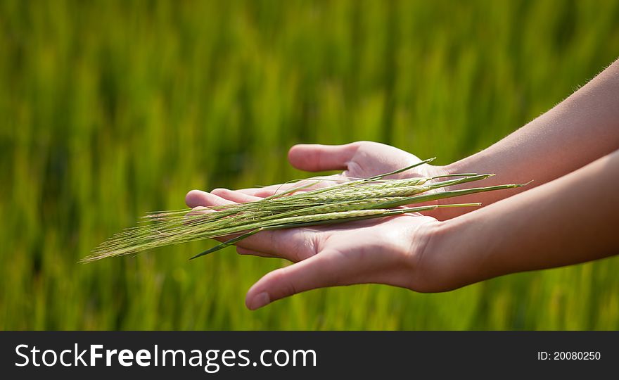 Symbolic gesture suggesting fertility, plenitude, health. Woman hands holding unripe barley ears in a lovely barley field lit by summer sunshine