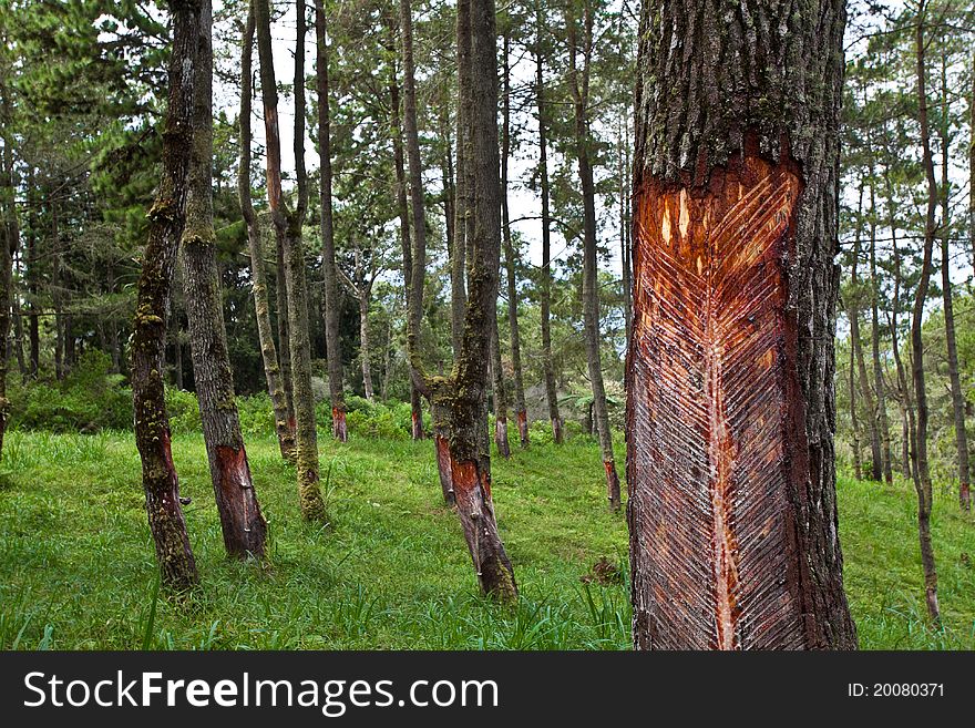 Rubber Tapping Rows