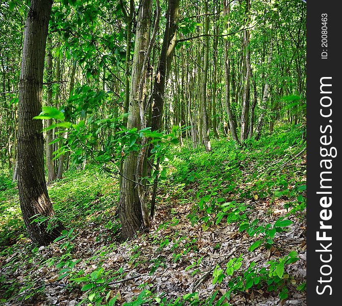 Plants in the understory consist of a mixture of seedlings and saplings of canopy trees together with understory shrubs and herbs. Plants in the understory consist of a mixture of seedlings and saplings of canopy trees together with understory shrubs and herbs.