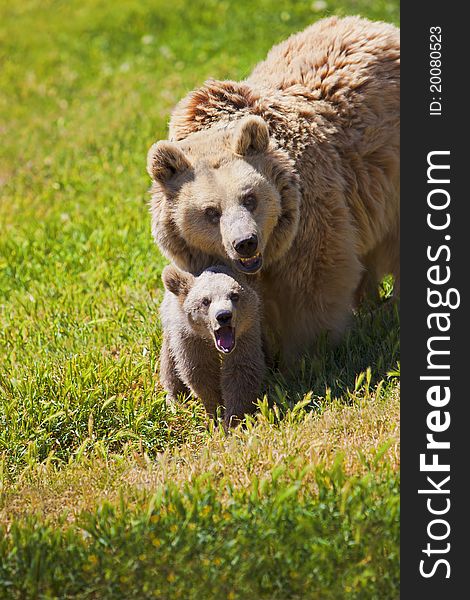 Mother bear and her cub walking through a meadow on a sunny summer day. Mother bear and her cub walking through a meadow on a sunny summer day