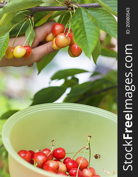 Picking ripe rainier cherries and putting them in the bowl. Picking ripe rainier cherries and putting them in the bowl