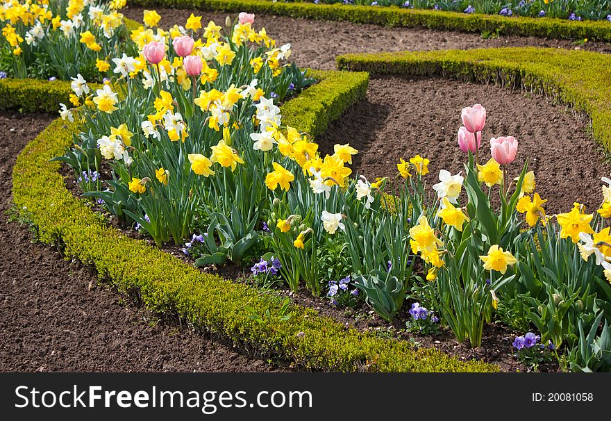 Colorful garden in spring, with tulips, narciss, shrub. Colorful garden in spring, with tulips, narciss, shrub