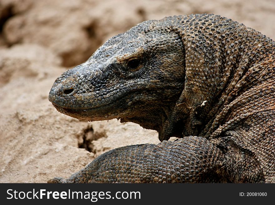 An almost extinct komodo in indonesia