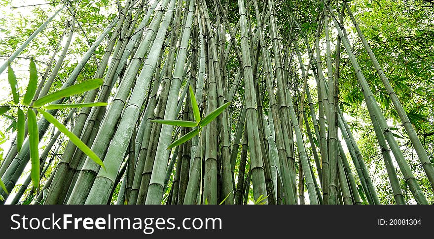 The bamboo groves in a garden