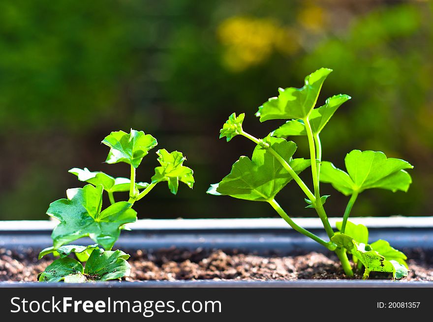 Fresh green plant in pot with blurry background