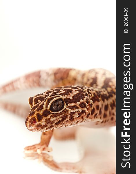 Young leopard gecko isolated on white