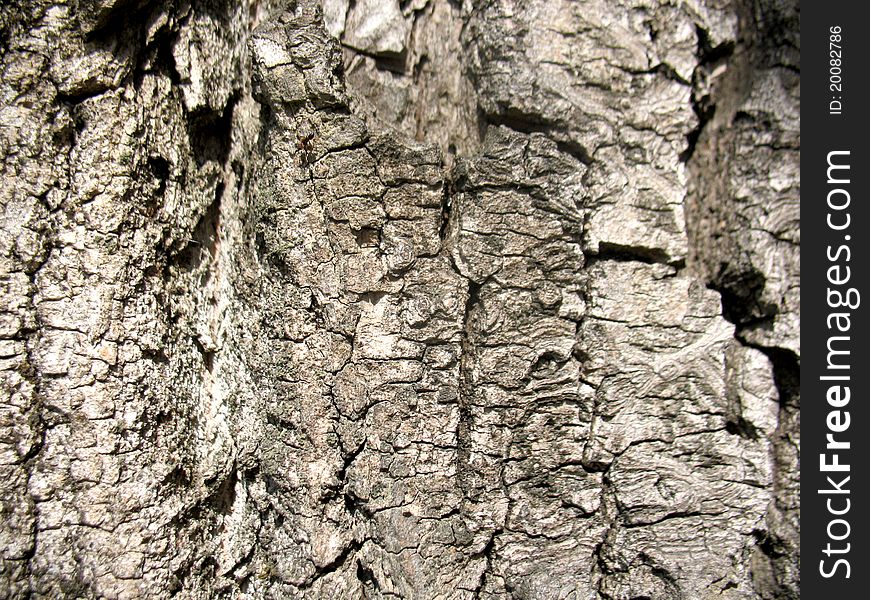 Structure of bark of a tree