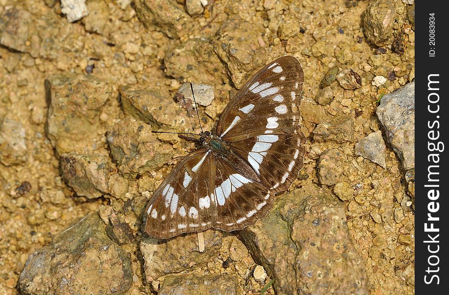Butterfly -Limenitis Helmanni Lederer