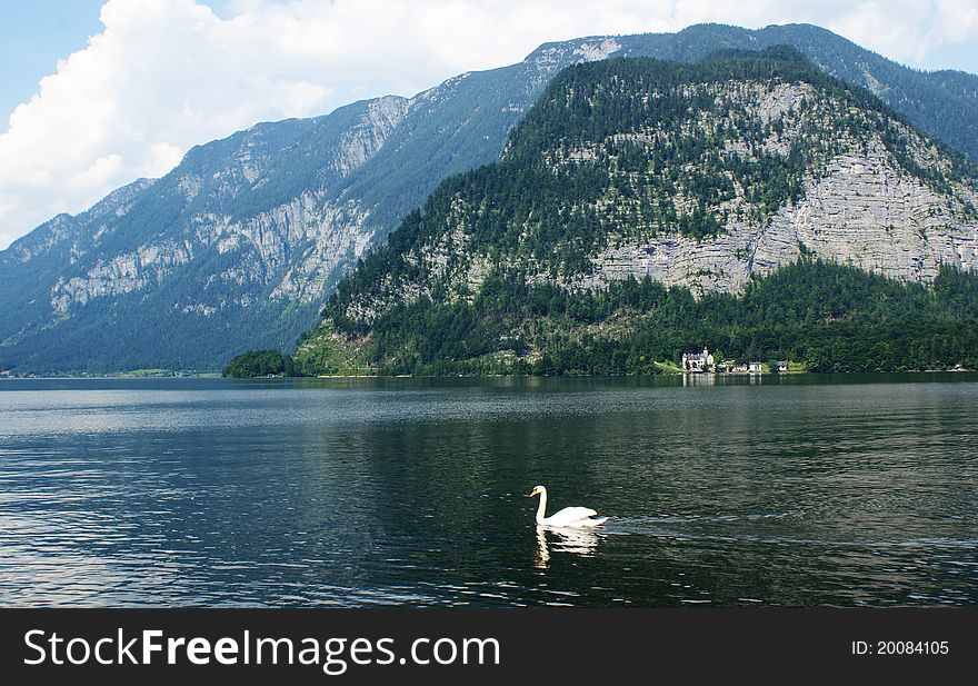 The Alpine lake, the castle on coast, a swan on lake, the Austrian landscape. The Alpine lake, the castle on coast, a swan on lake, the Austrian landscape