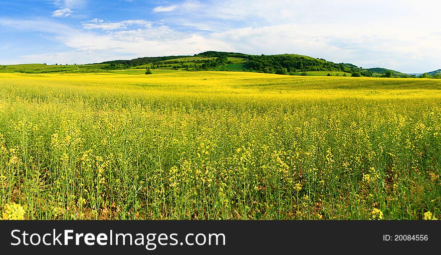 Field of Brassica Napus in summer.