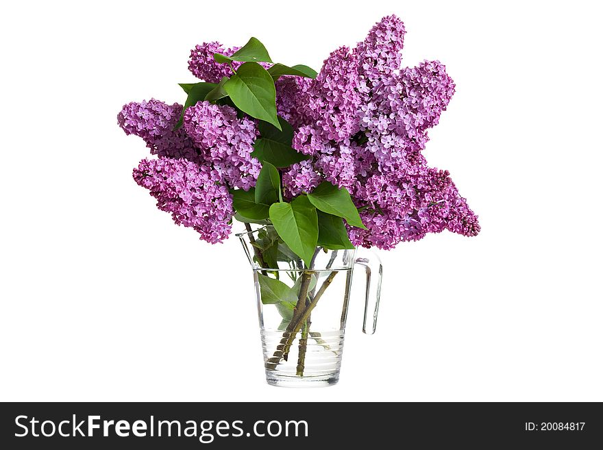 Bouquet of spring purple lilac in a jug isolated on a white background