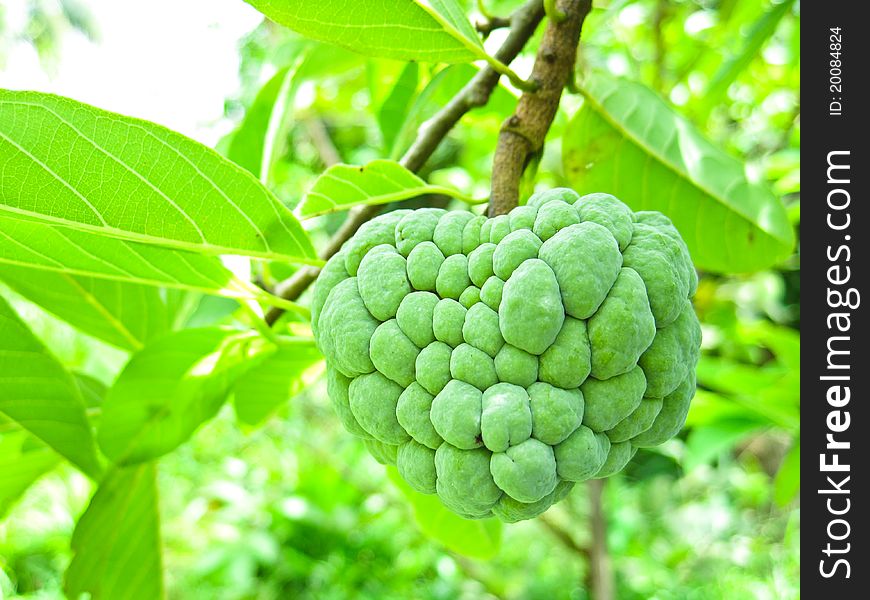 Custard apple growing on tree in nature