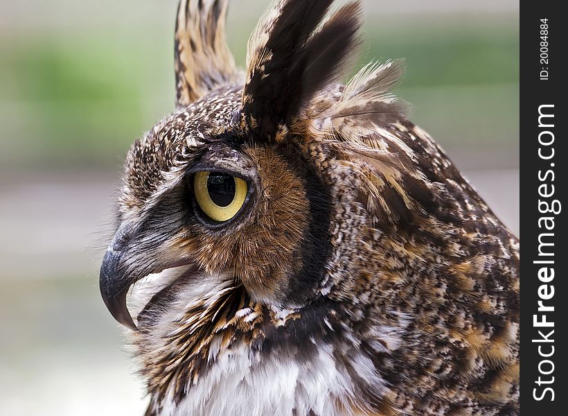 Closeup profile of a great horned owl
