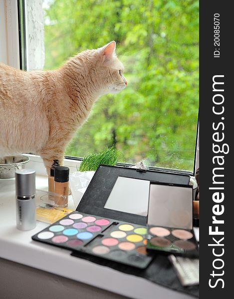 Makeup And Cat