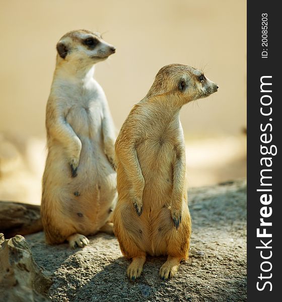 Two Meerkat standing in africa