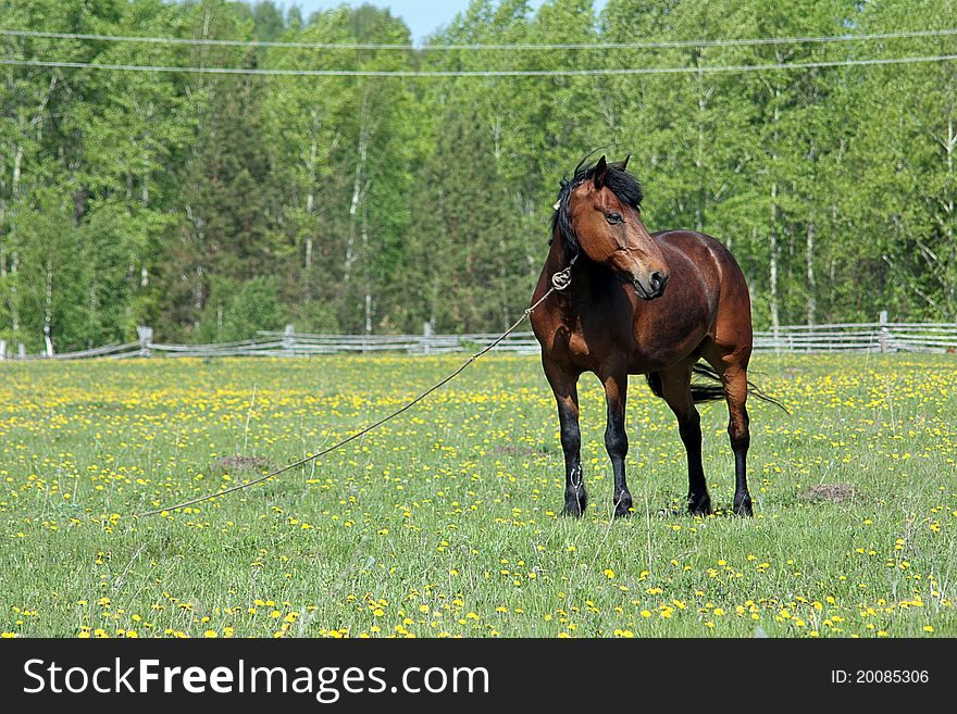 The brown horse costs(stands) adhered on a pasture with a green grass in the afternoon