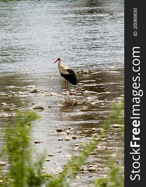 Stork (ciconia ciconia) on the lake in spring. Stork (ciconia ciconia) on the lake in spring