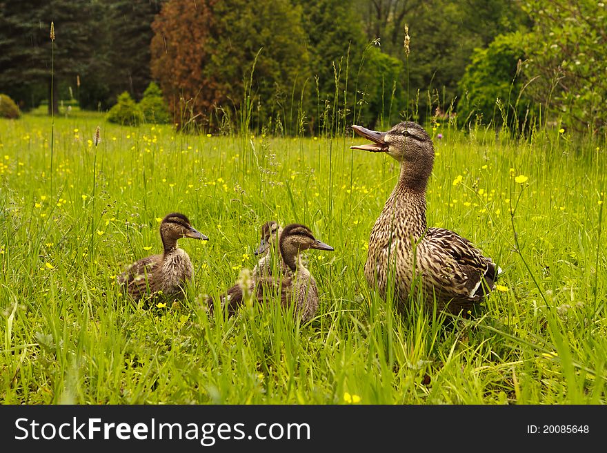 Mallard duck and baby ducklings. Mallard duck and baby ducklings
