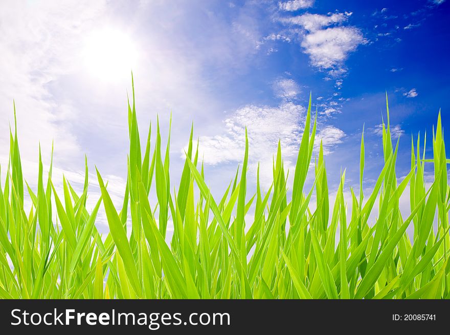 Green grass on blue sky background. Green grass on blue sky background