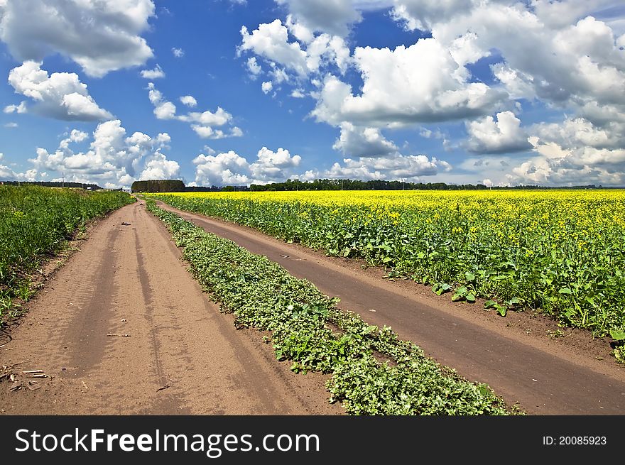 Field of yellow flowers and suburban dirt road that goes the distance. Summer landscape.