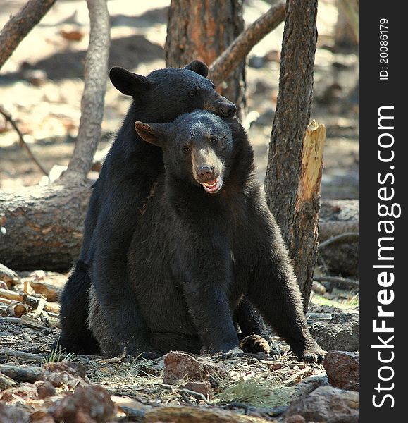 An image of a couple of black bear