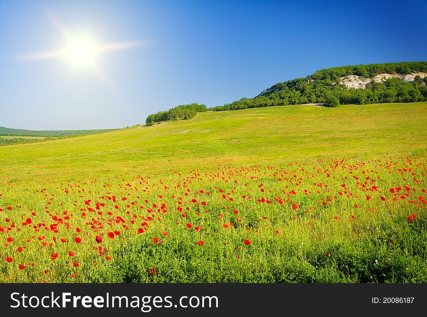 Big field of flowers on sunrise. Composition of nature.