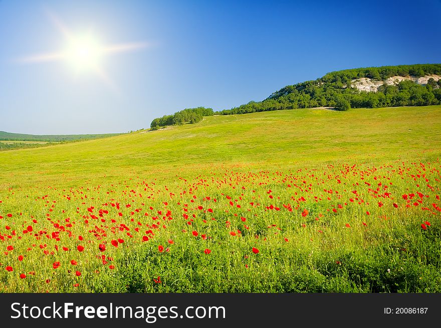 Big Field Of Flowers On Sunrise.