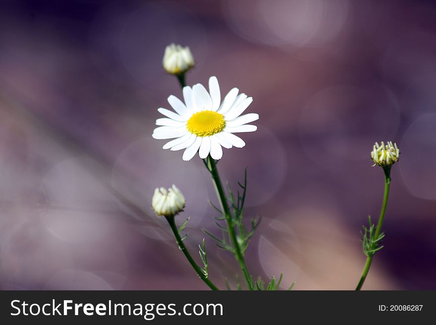 Daisy flowers on the water background
