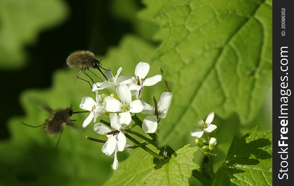 Image of two insects on the flowers. Image of two insects on the flowers