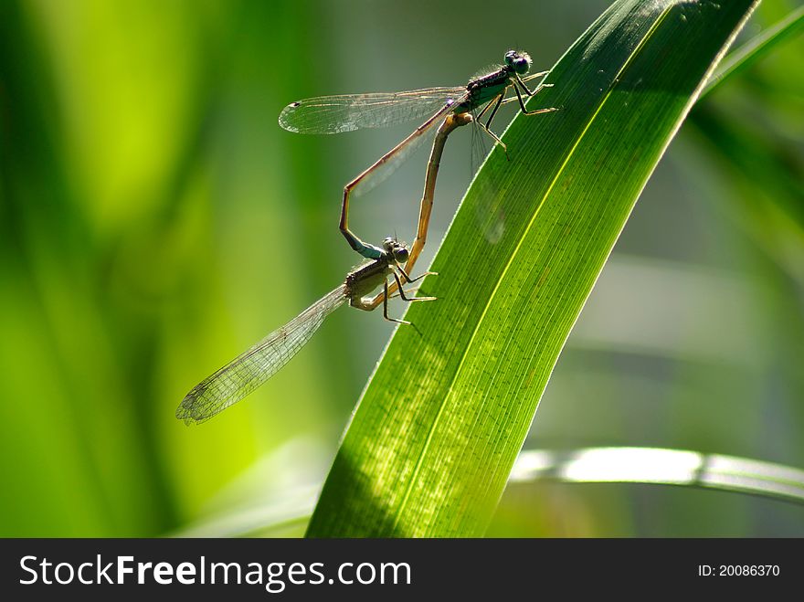 Picture of two dragonflies on a green leaf