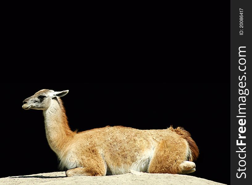 Lama picture on a black background